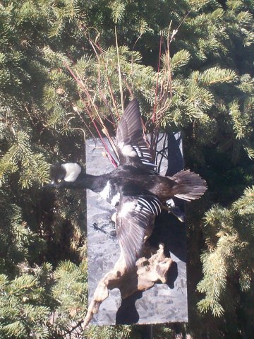 Hooded merganser