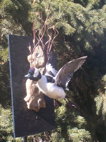 Bufflehead