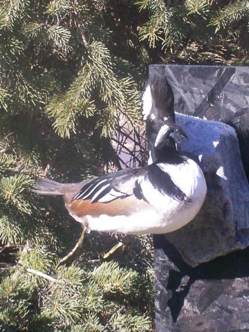 Hooded merganser