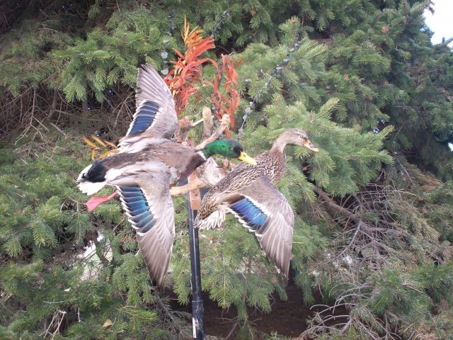 Mallards
