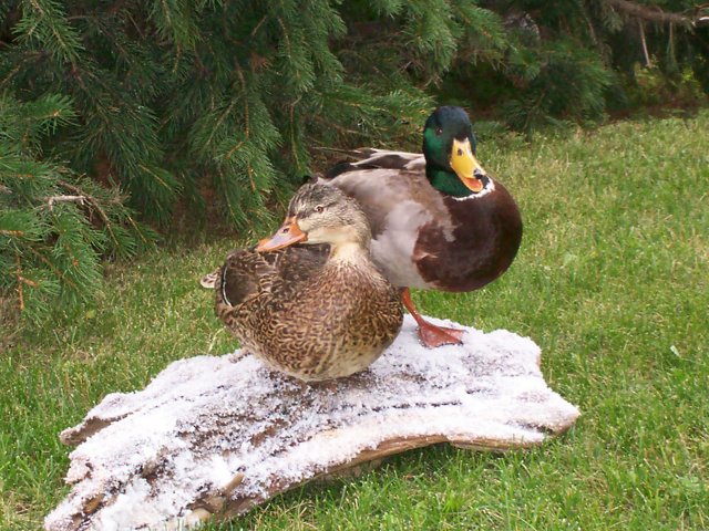 Mallards