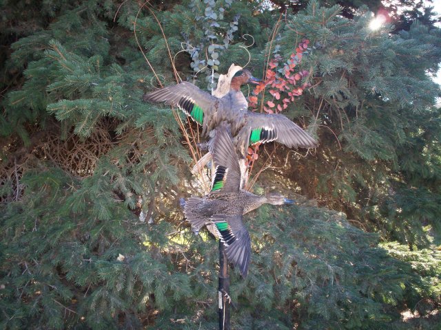 Green wing teal