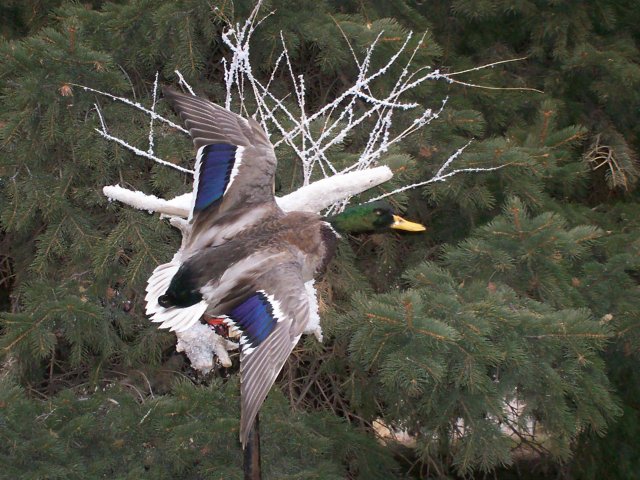 Mallard