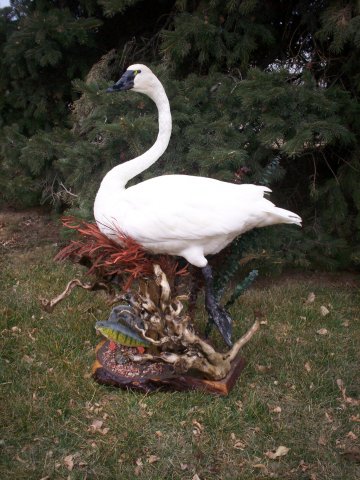 Swan