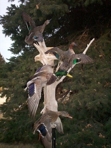 Ducks