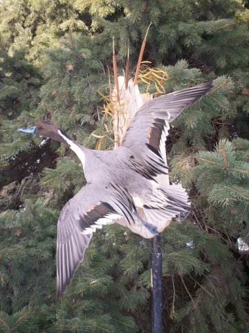 Pintail