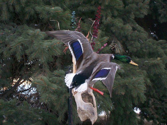 Mallard