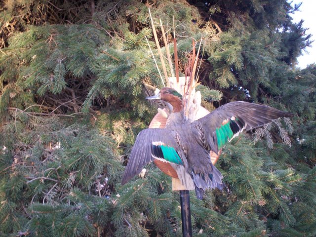 Green wing teal