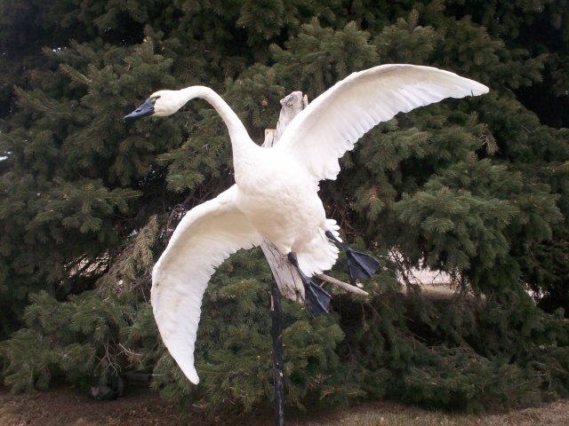 Swan