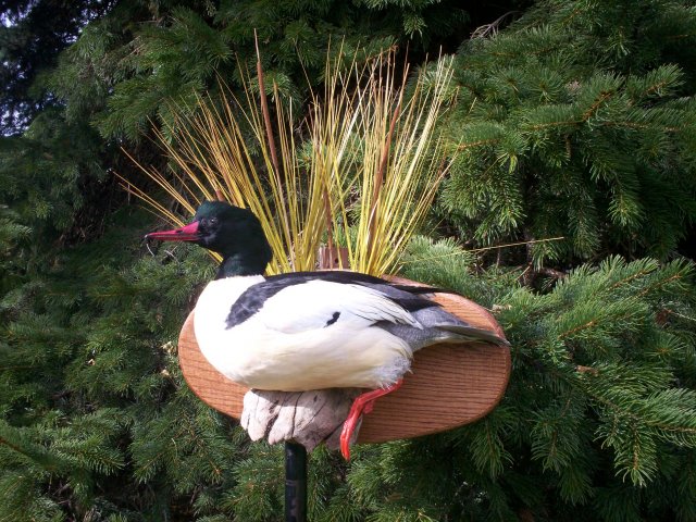 common merganser