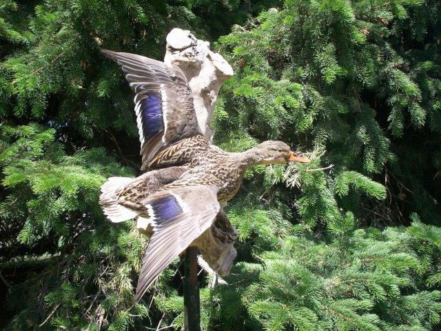 Mallard hen