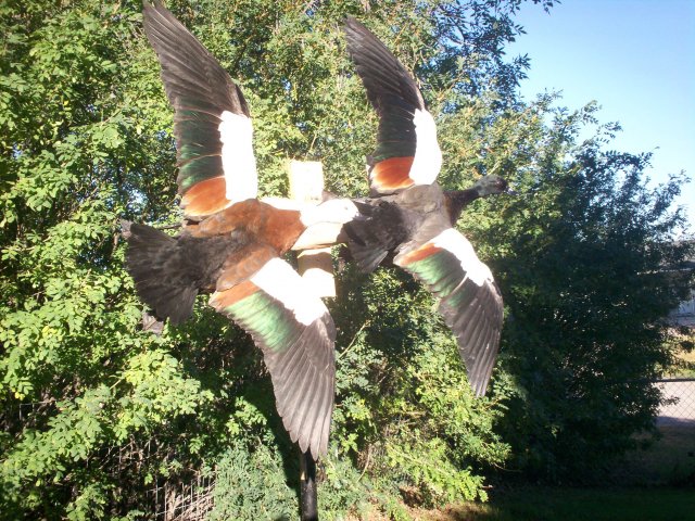 Paradise ducks