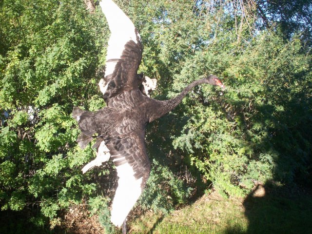 Black swan