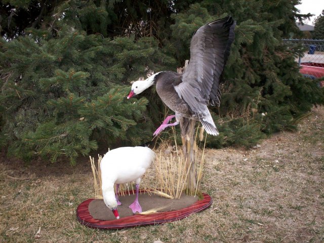 snow geese