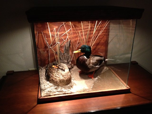 Mallards in glass