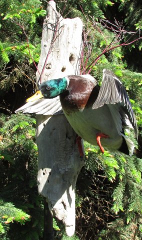 mallard