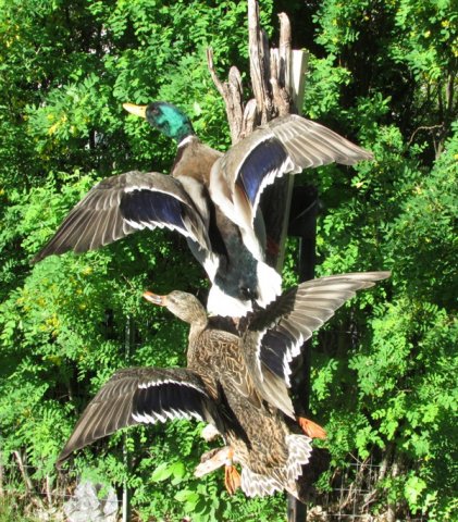 Mallards
