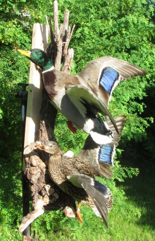 Mallards
