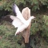 Ross goose