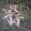 Mallards