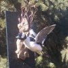Bufflehead