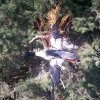 Common Merganser