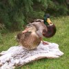 Mallards