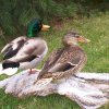 Mallards