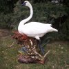 Swan