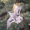 Pintail