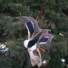 Mallard