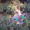Green wing teal