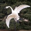 Swan