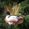 common merganser