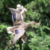 Mallard hen