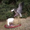 snow geese