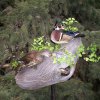 wood ducks