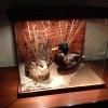 Mallards in glass
