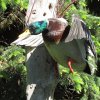 mallard