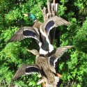 Mallards