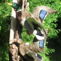 Mallards