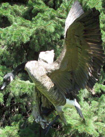 Canada Goose