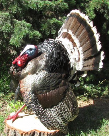 Turkey