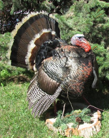 Turkey