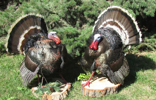 Turkey's