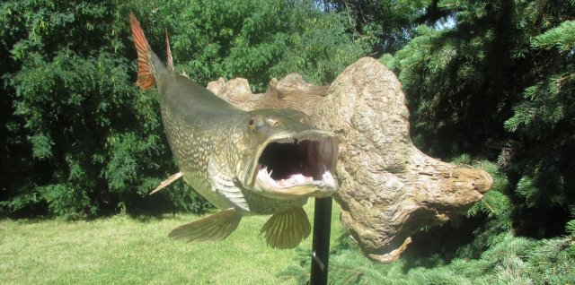 Northern Pike