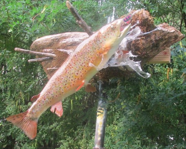 Brown Trout