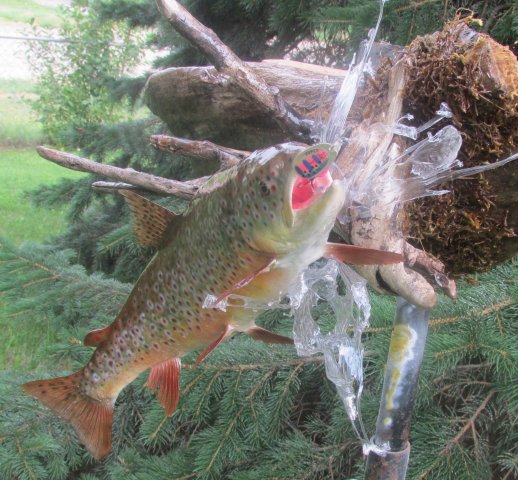 Brown Trout