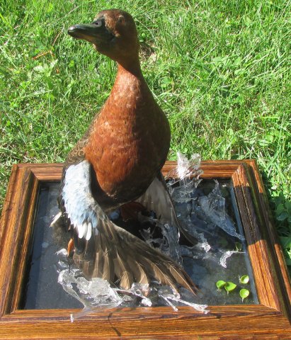 Cinnamon teal