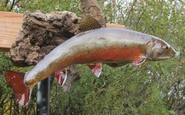 brook trout